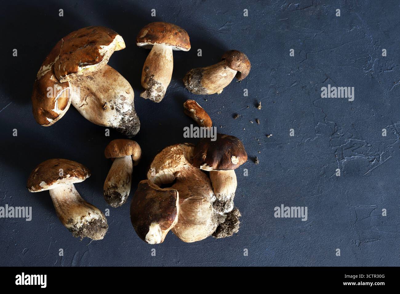 Funghi porcini organici isolati su sfondo scuro. Funghi freschi della foresta autunnali. Funghi commestibili. Vista dall'alto. Foto Stock