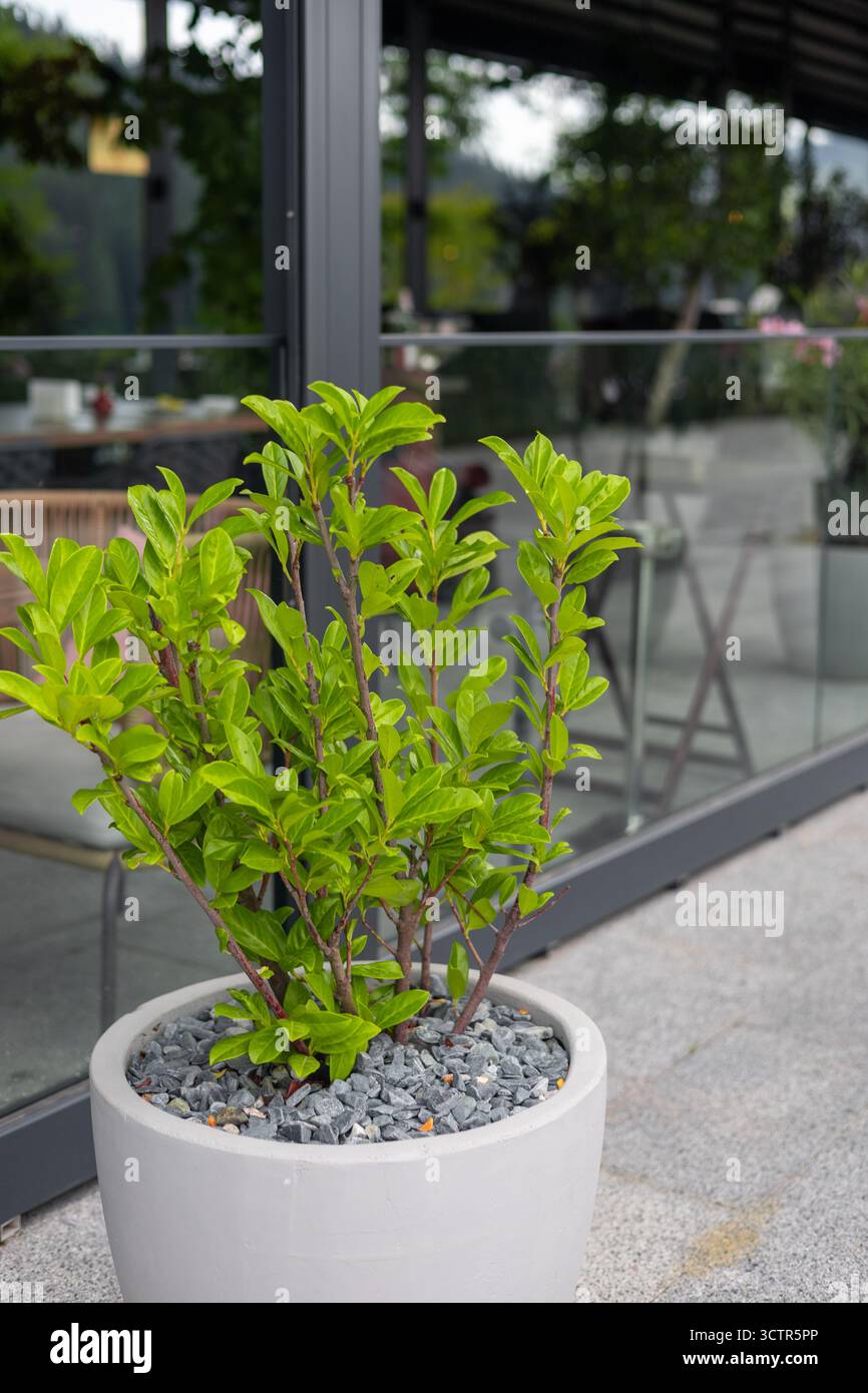 Una pianta in vaso verde con foglie vibranti si trova in un vaso moderno su una superficie di pietra. Lo sfondo presenta una parete di vetro e un'area salotto esterna. Foto Stock