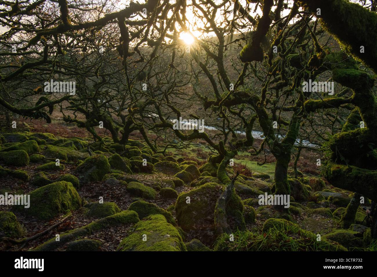 Alberi ricoperti di muschio, rami e rocce con il sole che tramonta sullo sfondo, al Wistman's Wood nel Dartmoor National Park, Devon, Regno Unito. Foto Stock