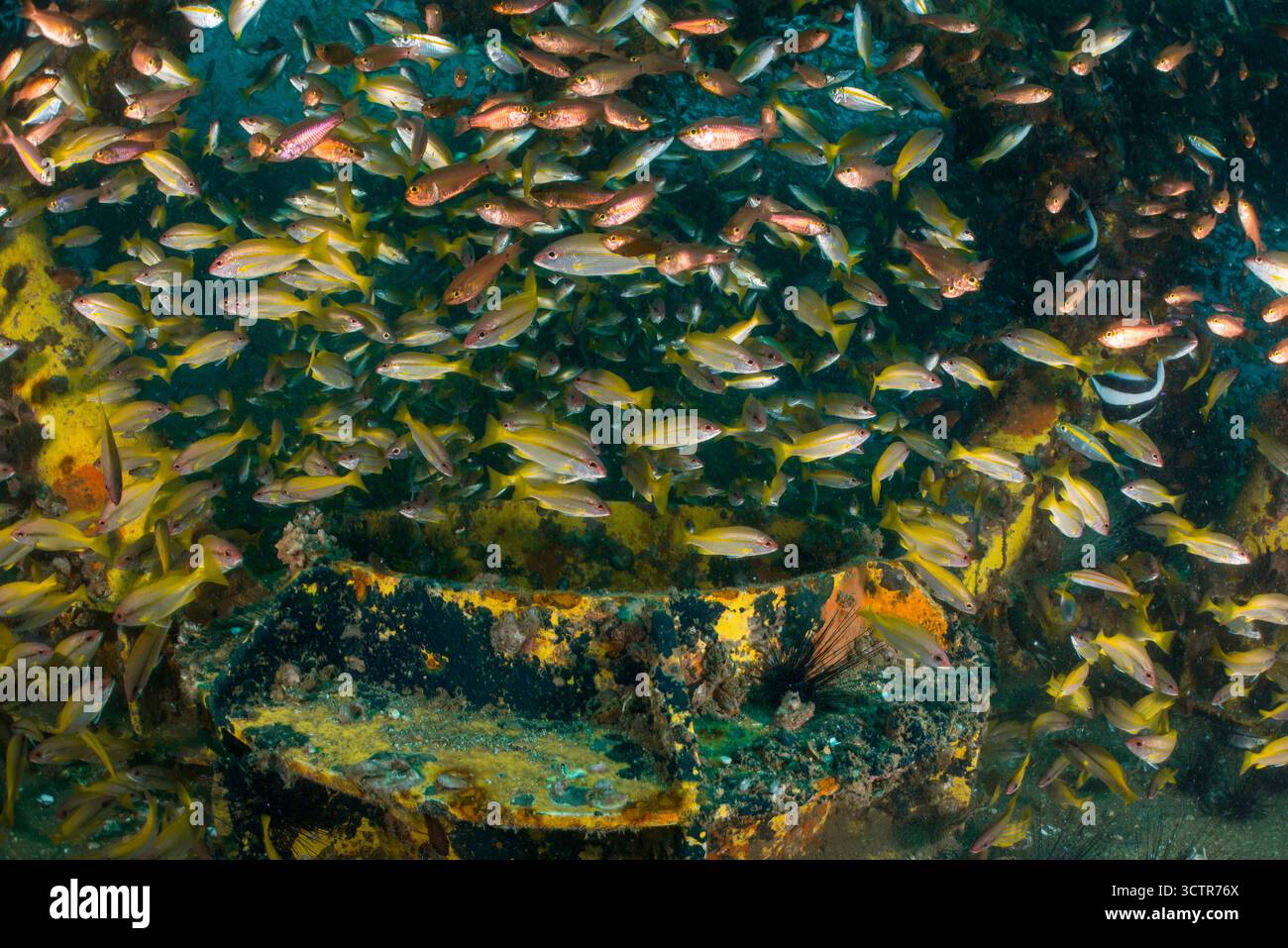 Un'abbondanza di pesci tropicali che si rifugiano nei relitti delle piattaforme petrolifere sul fondo del mare, Kapas, Terengganu, Malesia. Foto Stock