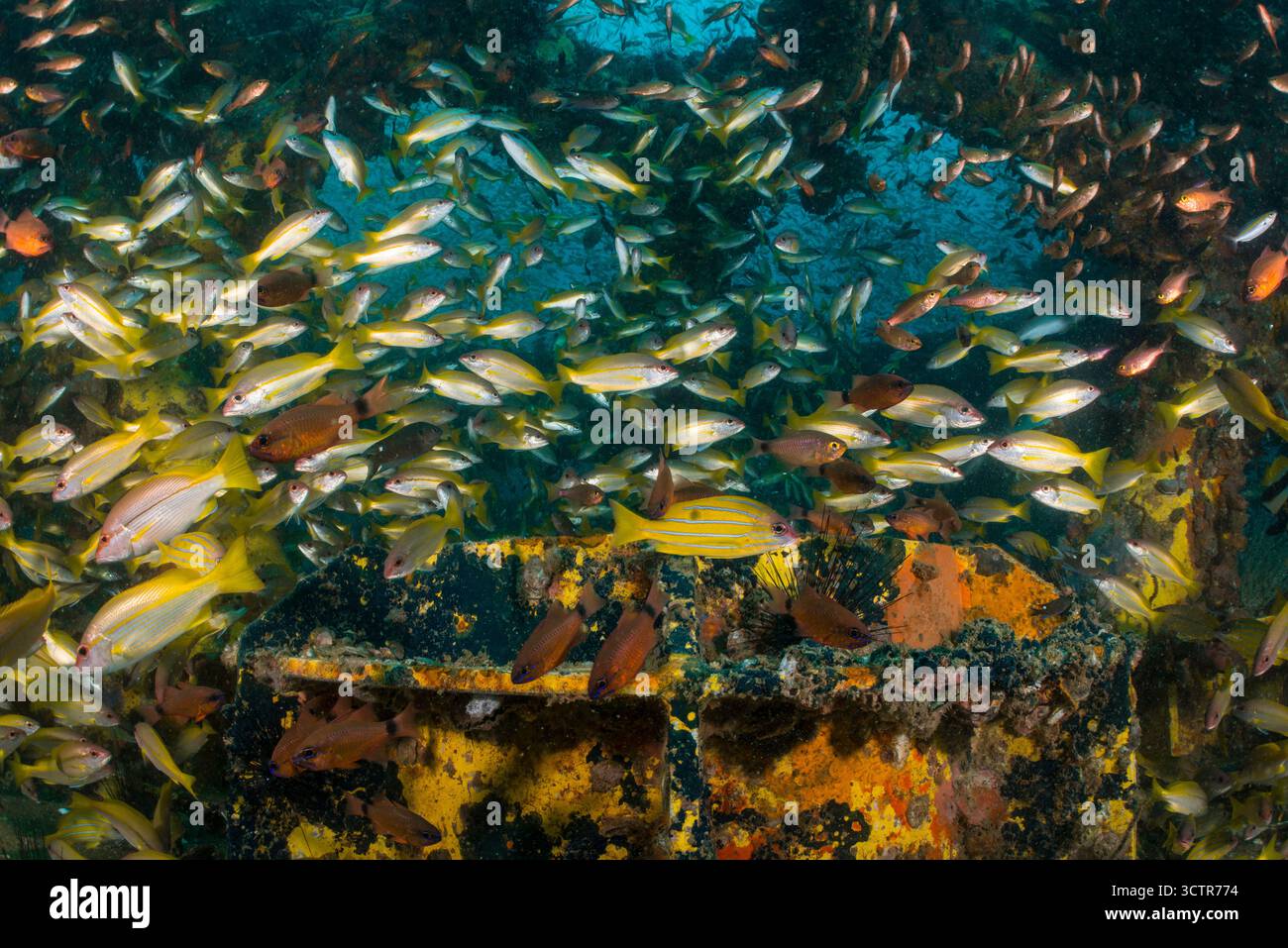 Un'abbondanza di pesci tropicali che si rifugiano nei relitti delle piattaforme petrolifere sul fondo del mare, Kapas, Terengganu, Malesia. Foto Stock