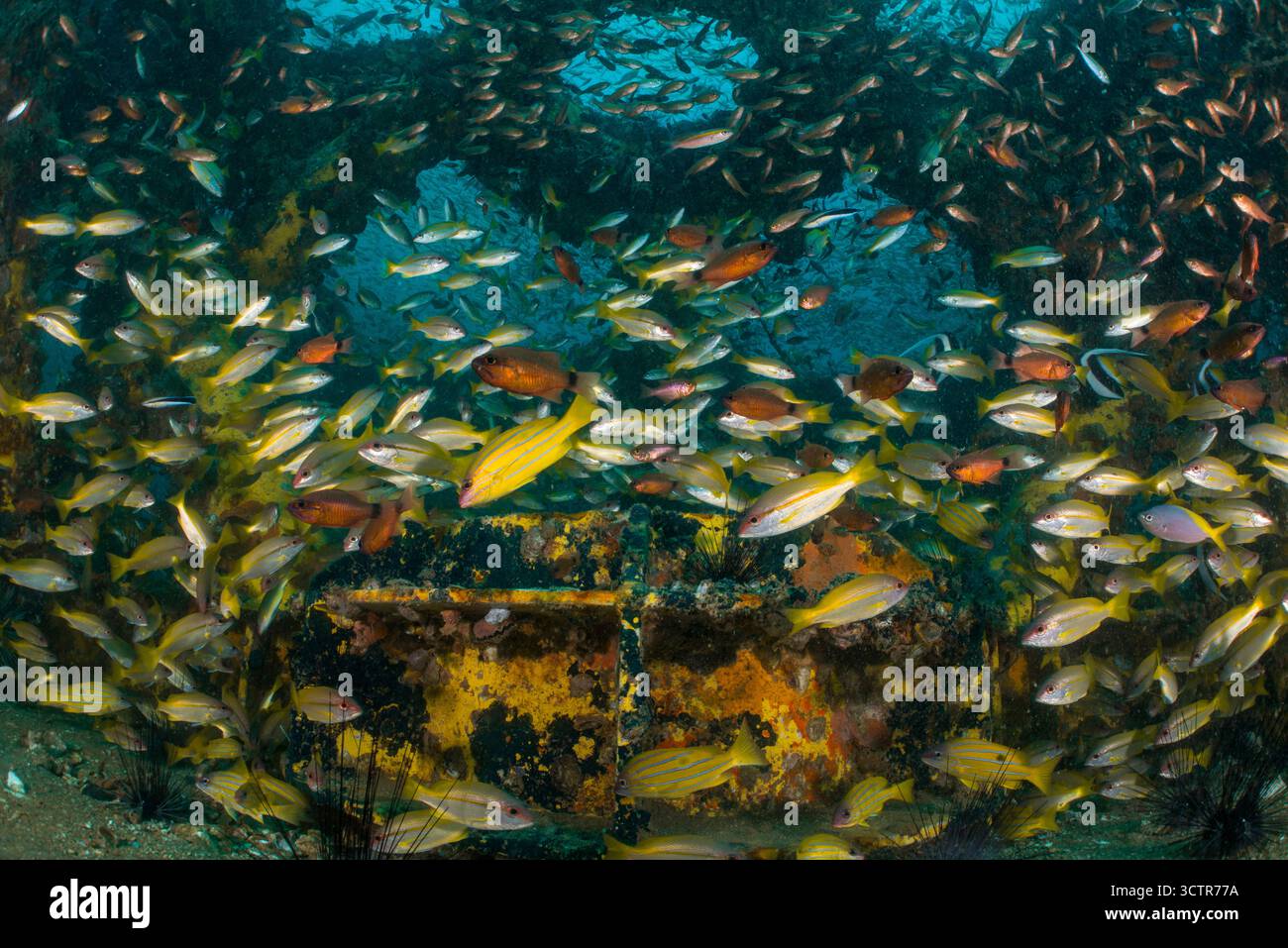 Un'abbondanza di pesci tropicali che si rifugiano nei relitti delle piattaforme petrolifere sul fondo del mare, Kapas, Terengganu, Malesia. Foto Stock