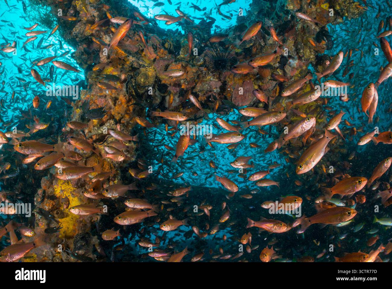 Un'abbondanza di pesci tropicali che si rifugiano nei relitti delle piattaforme petrolifere sul fondo del mare, Kapas, Terengganu, Malesia. Foto Stock