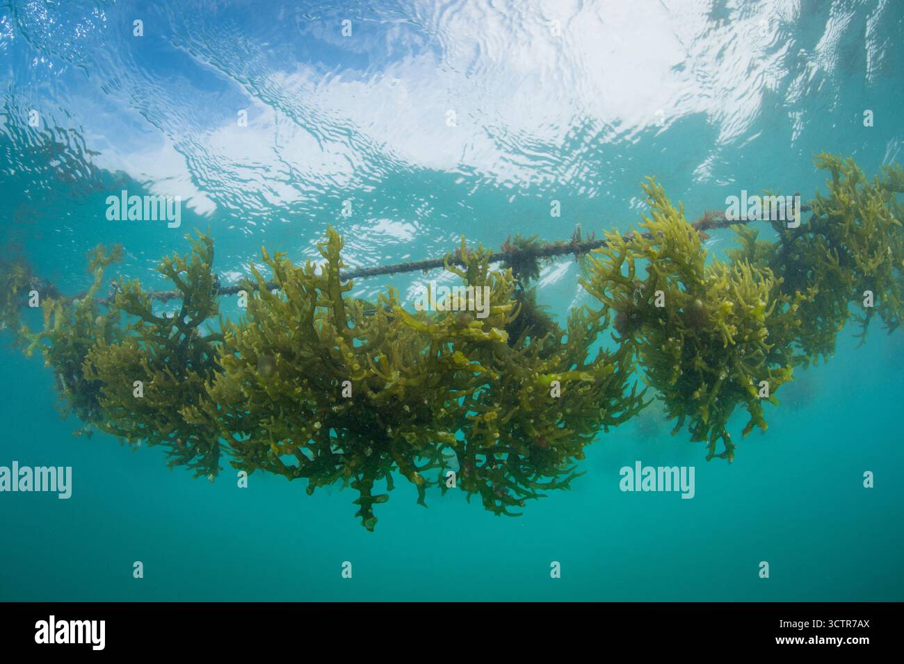 Foto sott'acqua di alghe che crescono su una linea di corda in un allevamento di alghe, vicino a Semporna, Sabah, Borneo, Malesia. Foto Stock