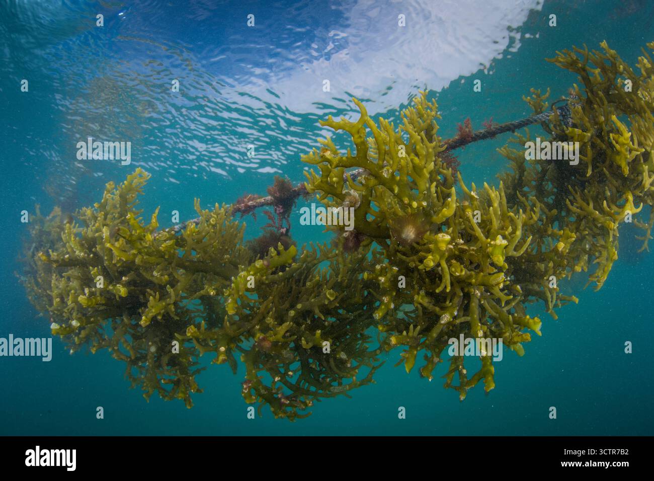 Foto sott'acqua di alghe che crescono su una linea di corda in un allevamento di alghe, vicino a Semporna, Sabah, Borneo, Malesia. Foto Stock