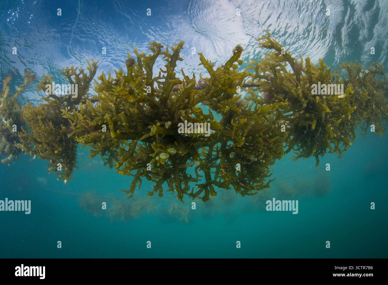 Foto sott'acqua di alghe che crescono su una linea di corda in un allevamento di alghe, vicino a Semporna, Sabah, Borneo, Malesia. Foto Stock