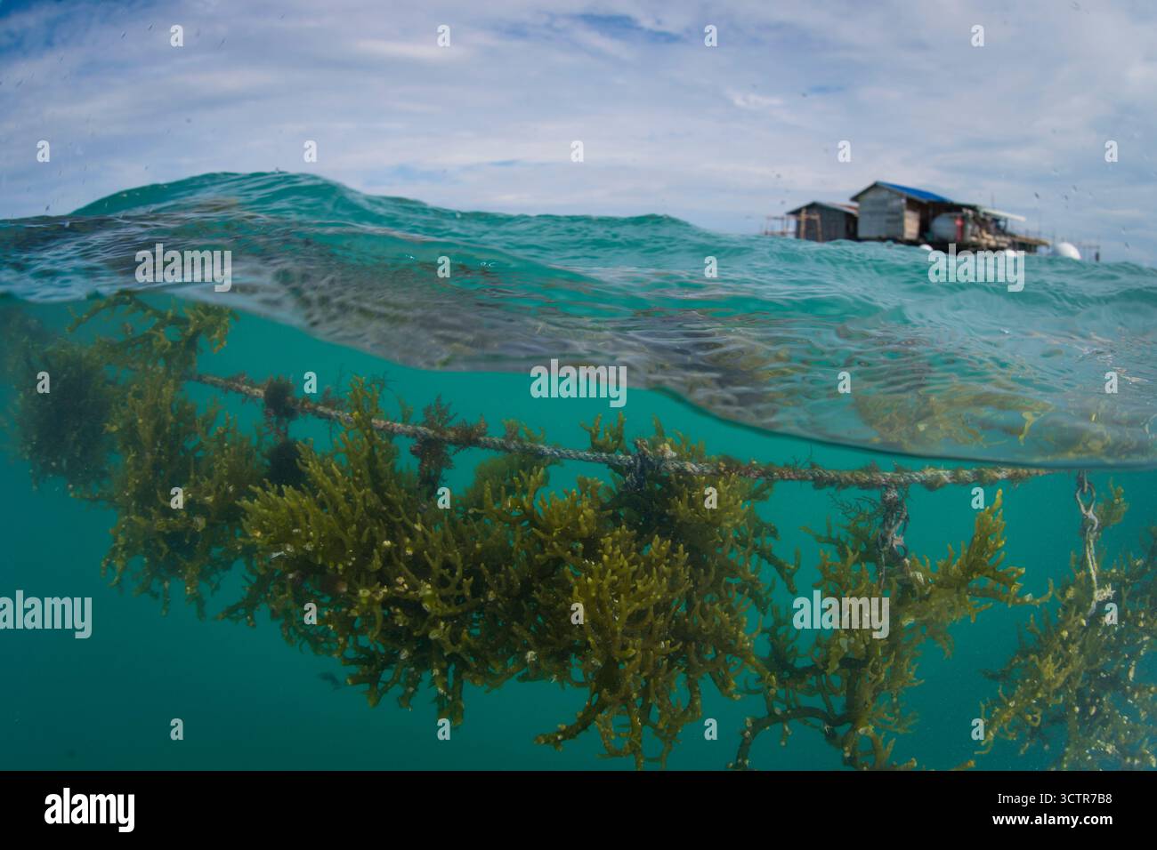 Foto sott'acqua di alghe che crescono su una linea di corda in un allevamento di alghe, vicino a Semporna, Sabah, Borneo, Malesia. Foto Stock