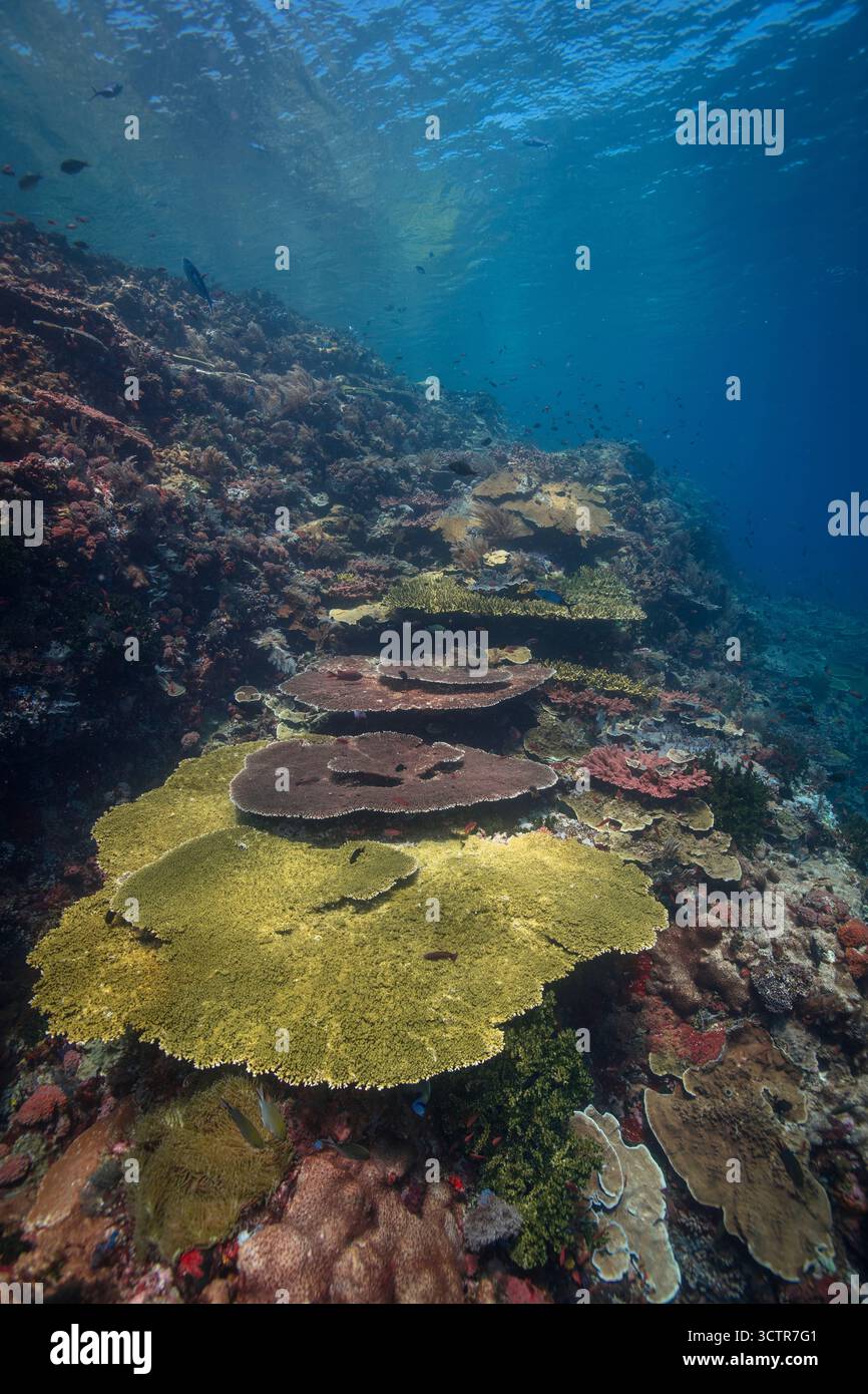 Scatto grandangolare di una barriera corallina poco profonda e incontaminata, colori naturali mozzafiato e acqua blu e superficie superiore. Parco nazionale di Komodo, Indonesia Foto Stock