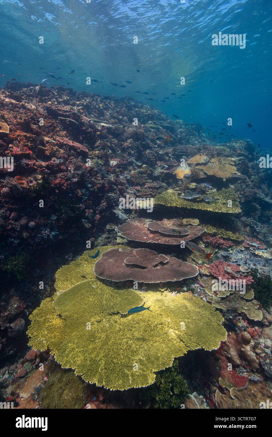 Scatto grandangolare di una barriera corallina poco profonda e incontaminata, colori naturali mozzafiato e acqua blu e superficie superiore. Parco nazionale di Komodo, Indonesia Foto Stock