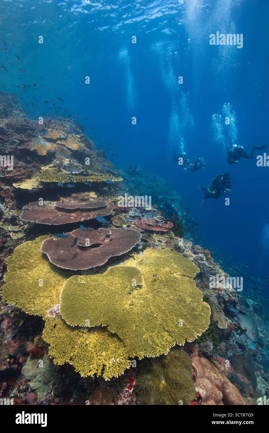 Ampio ritratto della barriera corallina poco profonda e incontaminata, colori naturali mozzafiato e gruppo di subacquei in acqua blu e superficie superiore. Komodo, Indonesia. Foto Stock