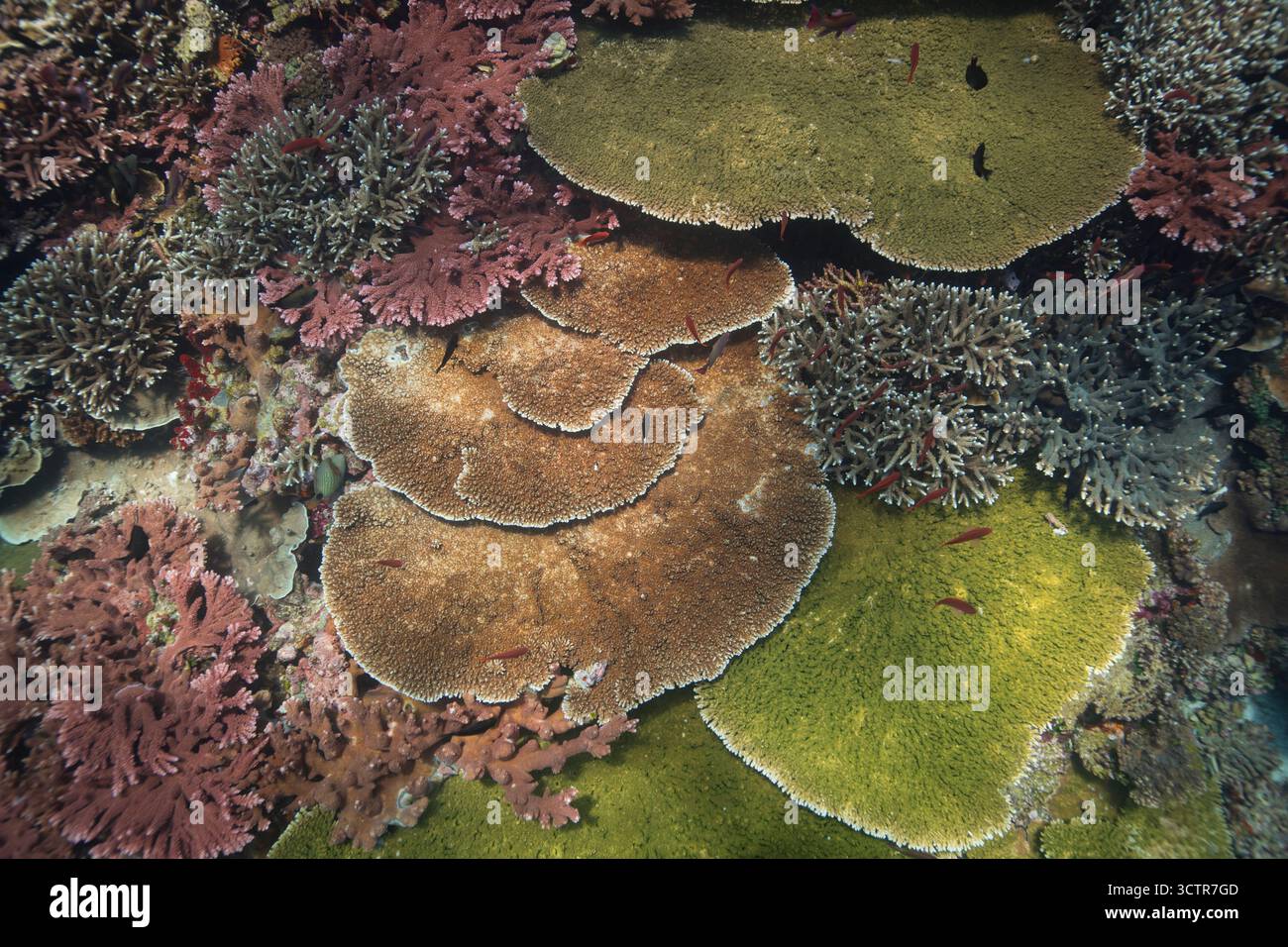 Una barriera corallina poco profonda e incontaminata con splendidi colori naturali. Parco nazionale di Komodo, Indonesia. Foto Stock