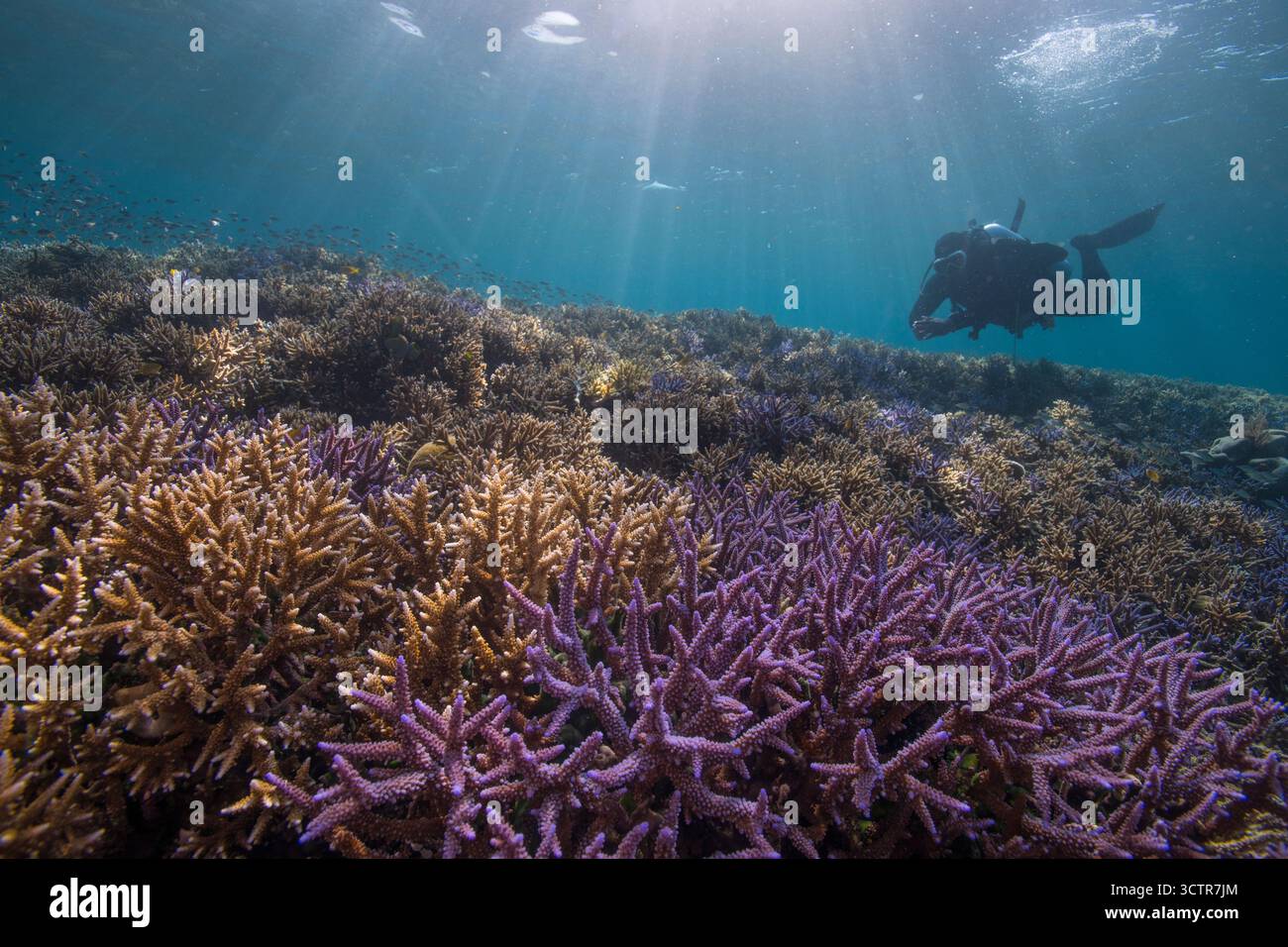 La barriera corallina incontaminata e poco profonda, i colori naturali mozzafiato, i raggi del sole che si infrangono nell'acqua blu e un subacqueo che nuota sullo sfondo. Komodo, Indonesia. Foto Stock