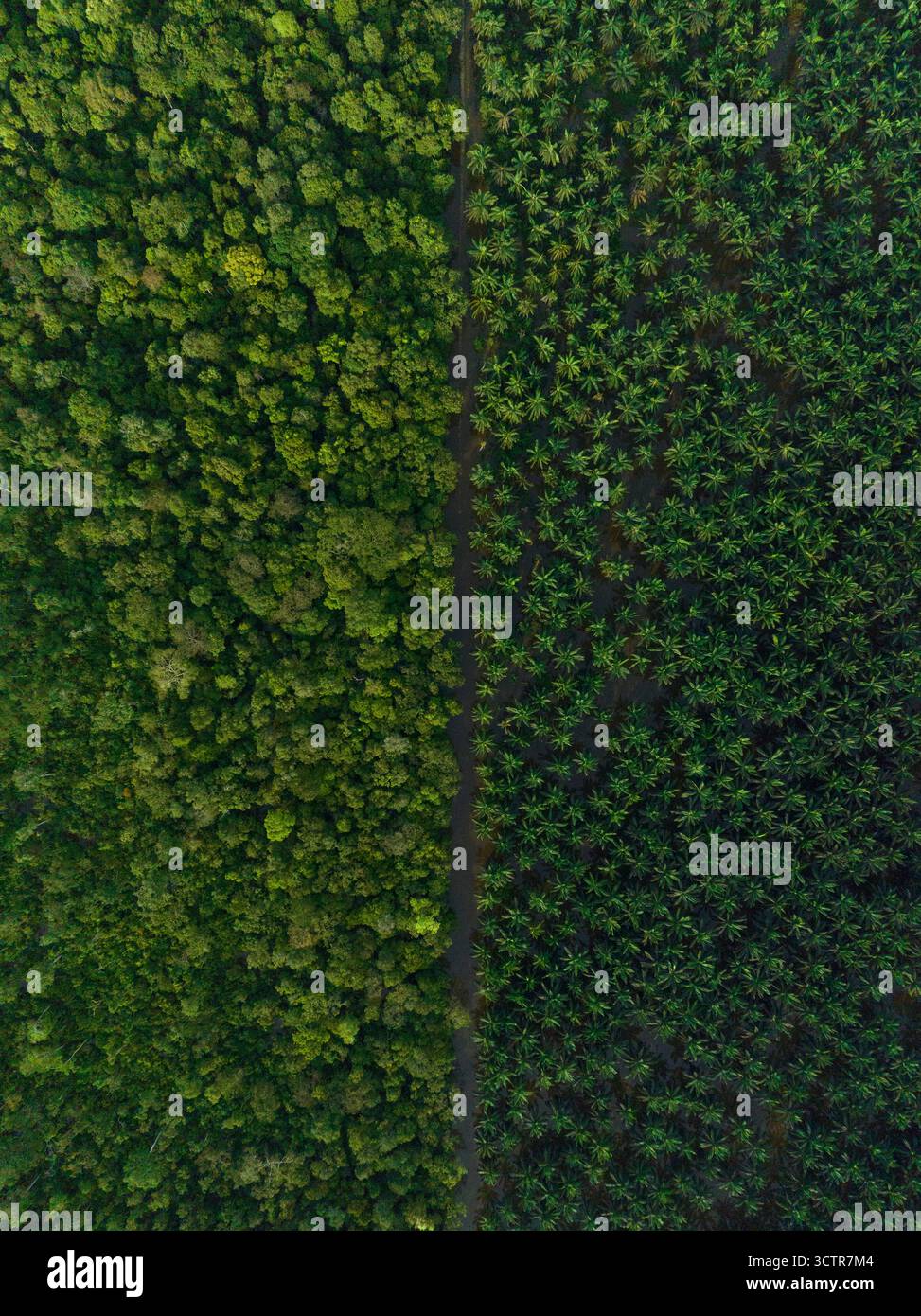 Foto con droni ritratti che guardano in basso sulla lussureggiante foresta pluviale incontaminata a sinistra e sulla vasta piantagione di palme da olio a destra. Kinabatangan, Sabah, Malesia Foto Stock