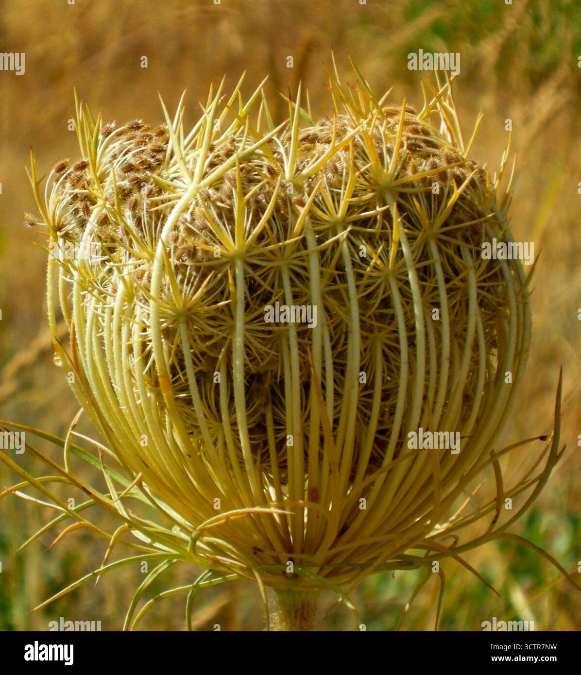 Carota selvatica Foto Stock