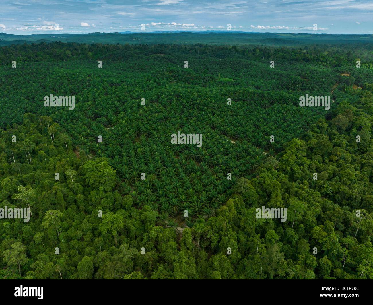 Foto con drone orizzontale che guarda verso il basso sulla piantagione di palme da olio e sulla lussureggiante foresta pluviale in fondo alla foto. Kinabatangan, Borneo, Sabah, Malesia Foto Stock