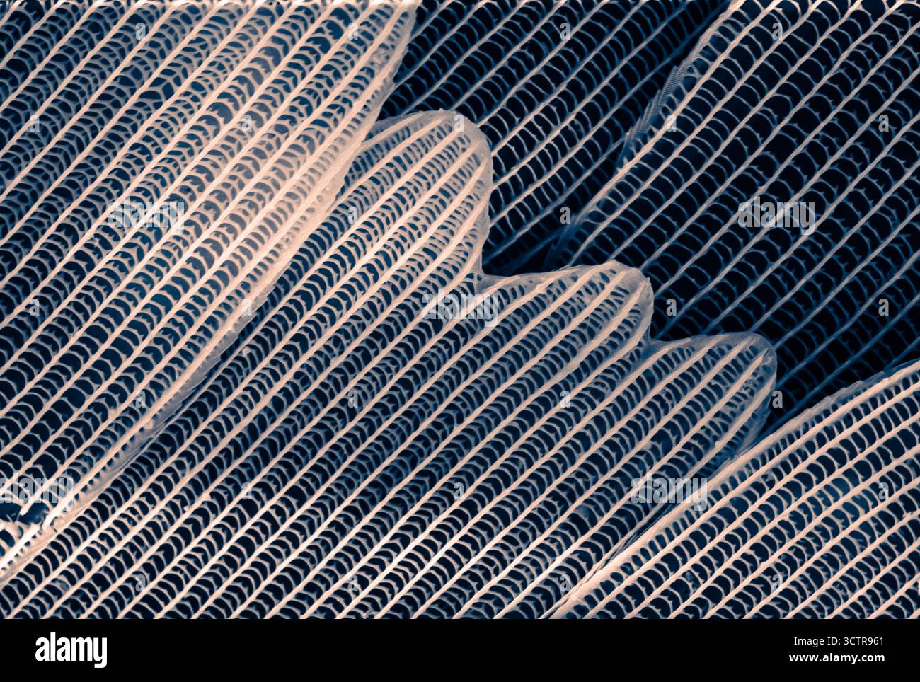 Immagine al microscopio elettronico dell'ala della farfalla con ingrandimento 5000x, che rivela una microstruttura a scala complessa e una struttura ondulata con simmetria organica Foto Stock