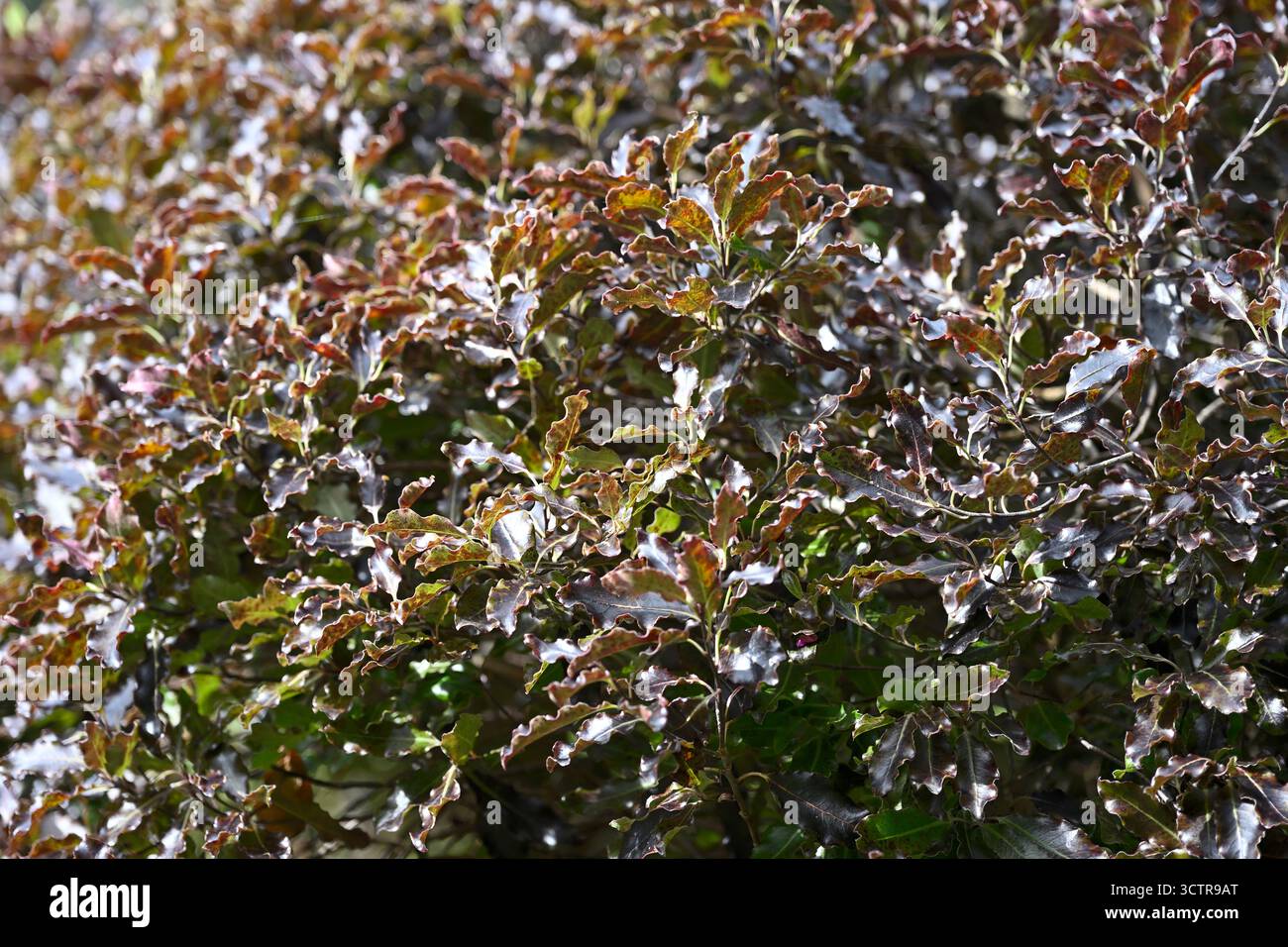 Fogliame verde scuro lucido di Pittosporum tenuifolium "Tom Thumb" giardino inglese settembre Foto Stock