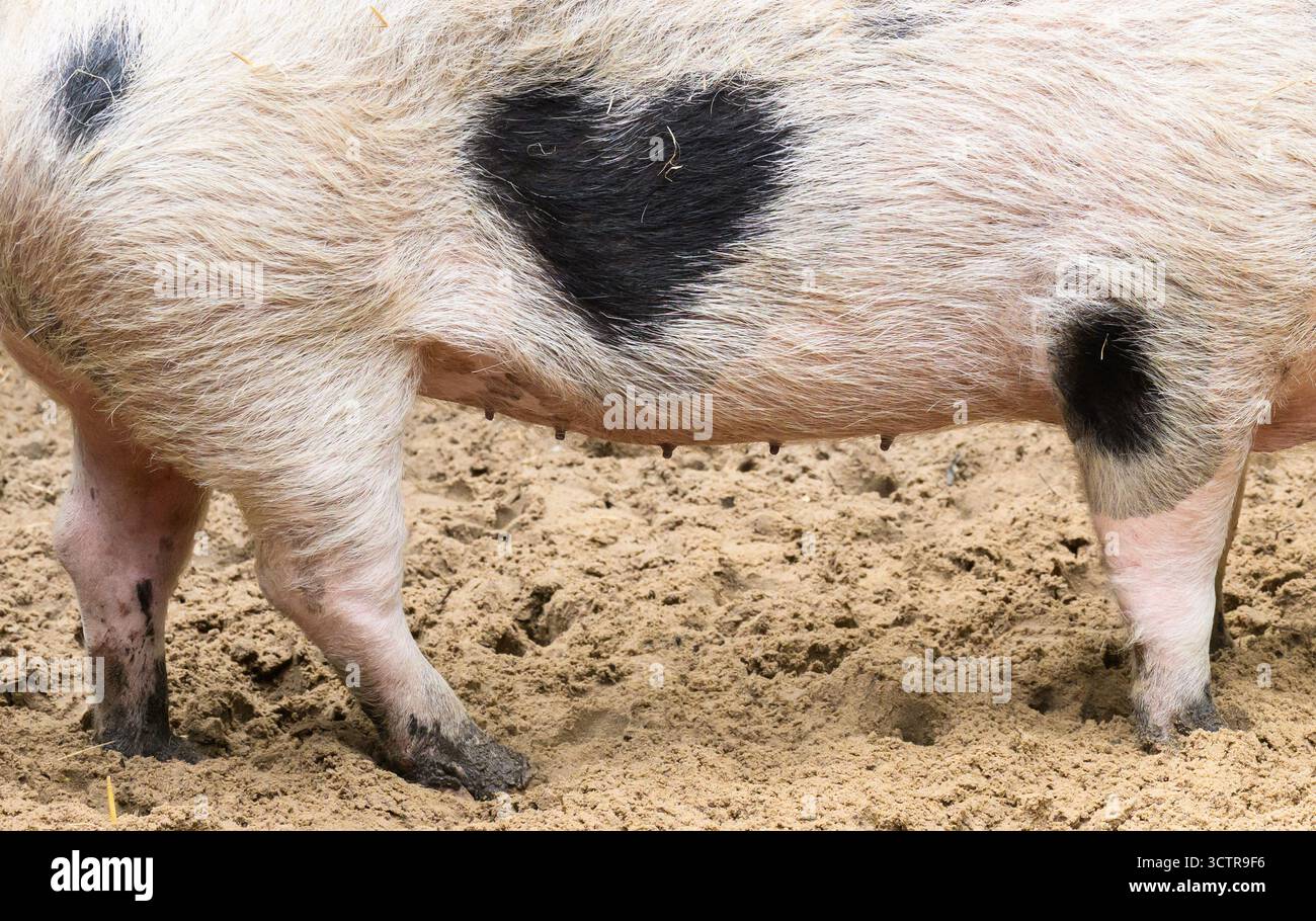 Hannover, Germania. 8 ottobre 2025. Un maiale Bentheim con un punto a forma di cuore, chiamato 'Wilma', è conservato allo Zoo di Hannover. Per un mostro della natura, 'Wilma' ha un punto sul suo fianco che somiglia esattamente a un cuore. I custodi chiamano anche il maiale di cinque anni e mezzo "piccolo cuore". Credito: Julian Stratenschulte/dpa/Alamy Live News Foto Stock