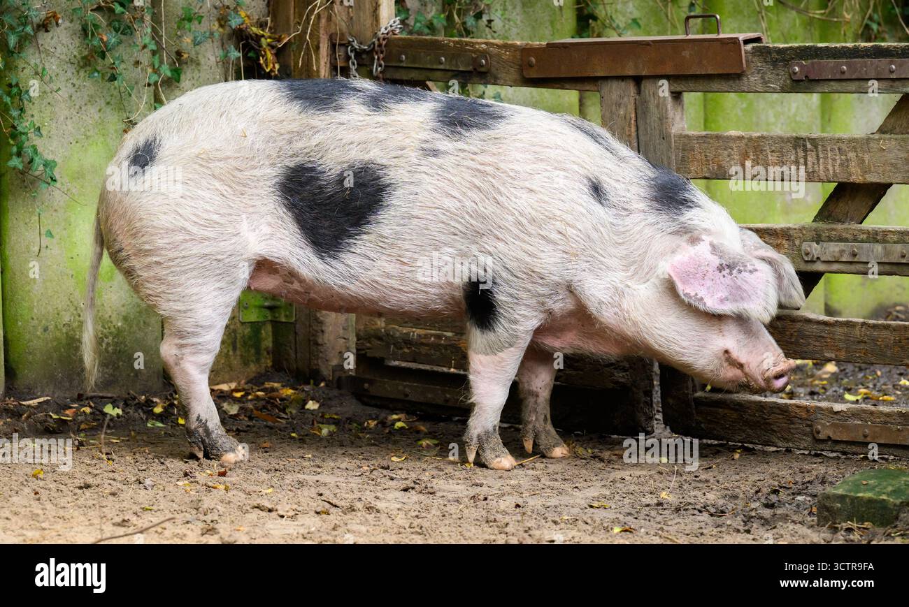 Hannover, Germania. 8 ottobre 2025. Un maiale Bentheim con un punto a forma di cuore, chiamato 'Wilma', è conservato allo Zoo di Hannover. Per un mostro della natura, 'Wilma' ha un punto sul suo fianco che somiglia esattamente a un cuore. I custodi chiamano anche il maiale di cinque anni e mezzo "piccolo cuore". Credito: Julian Stratenschulte/dpa/Alamy Live News Foto Stock