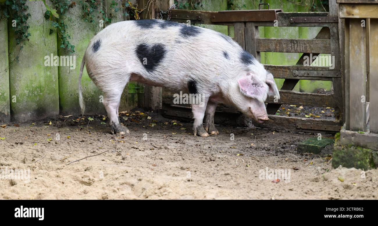 Hannover, Germania. 8 ottobre 2025. Un maiale Bentheim con un punto a forma di cuore, chiamato 'Wilma', è conservato allo Zoo di Hannover. Per un mostro della natura, 'Wilma' ha un punto sul suo fianco che somiglia esattamente a un cuore. I custodi chiamano anche il maiale di cinque anni e mezzo "piccolo cuore". Credito: Julian Stratenschulte/dpa/Alamy Live News Foto Stock