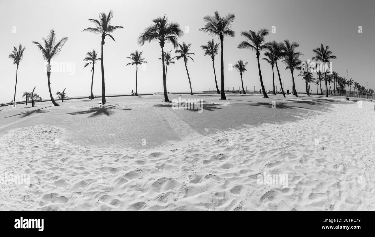Palme silhouttes sul lungomare di sabbia in un paesaggio di vacanza astratto di bianco e nero. Foto Stock