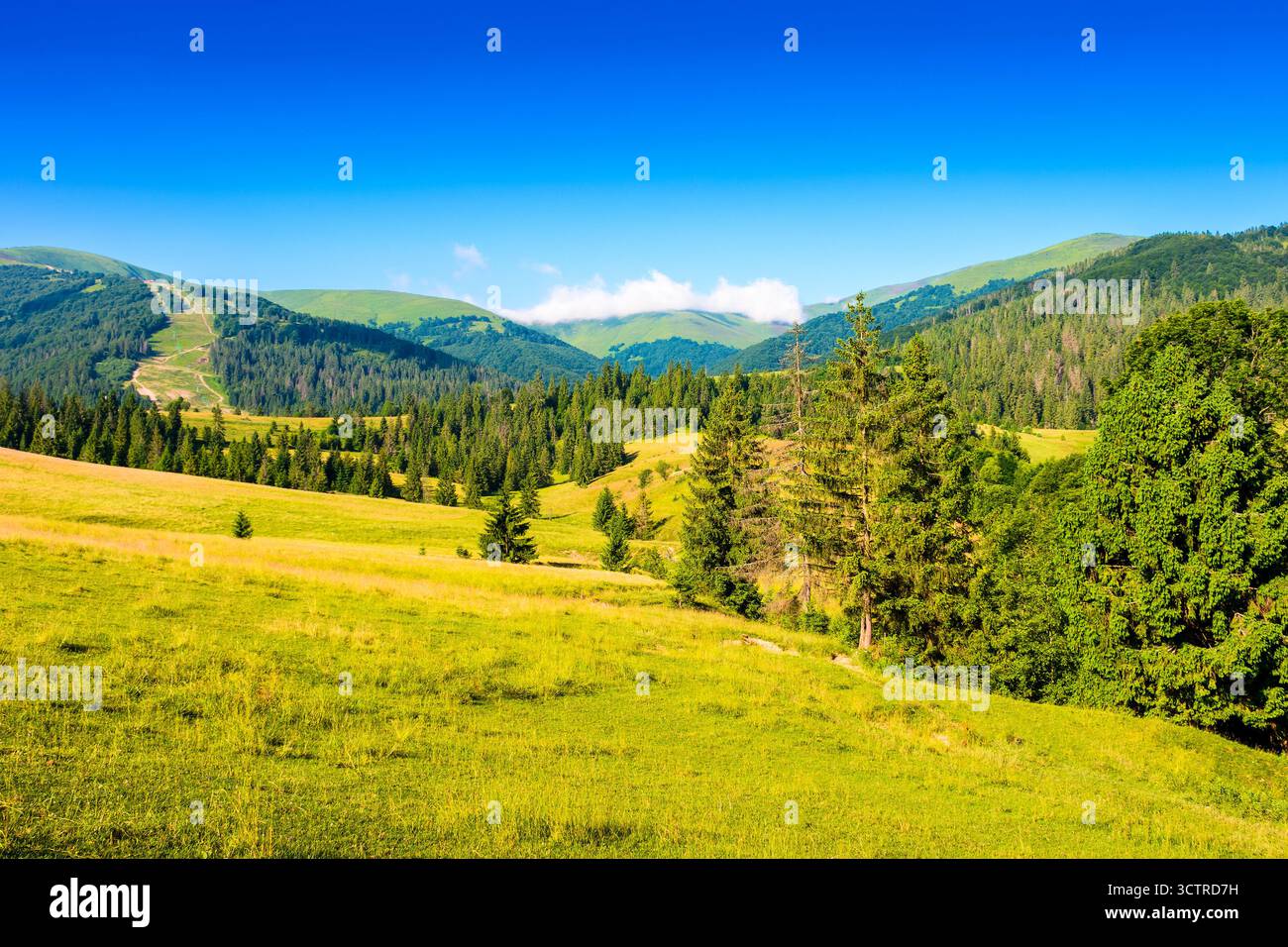 campo di montagna in estate. erba sulle dolci colline di un bellissimo paesaggio con prati verdi sotto il cielo blu. paesaggio di campagna dell'ucraina al sole Foto Stock