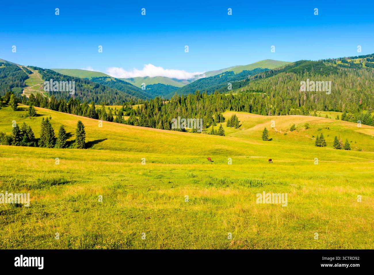campo di montagna in estate. erba sulle dolci colline di un bellissimo paesaggio con prati verdi sotto il cielo blu. paesaggio di campagna dell'ucraina al sole Foto Stock