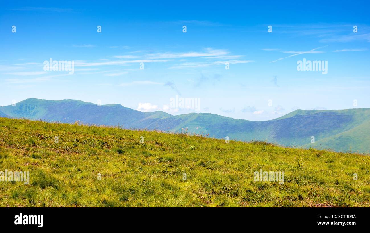 prato di montagna in estate. pascolo verde alpino in una giornata di sole. splendida vista delle alpi carpazie sotto il cielo blu. paesaggio ondulato con colline e meado Foto Stock