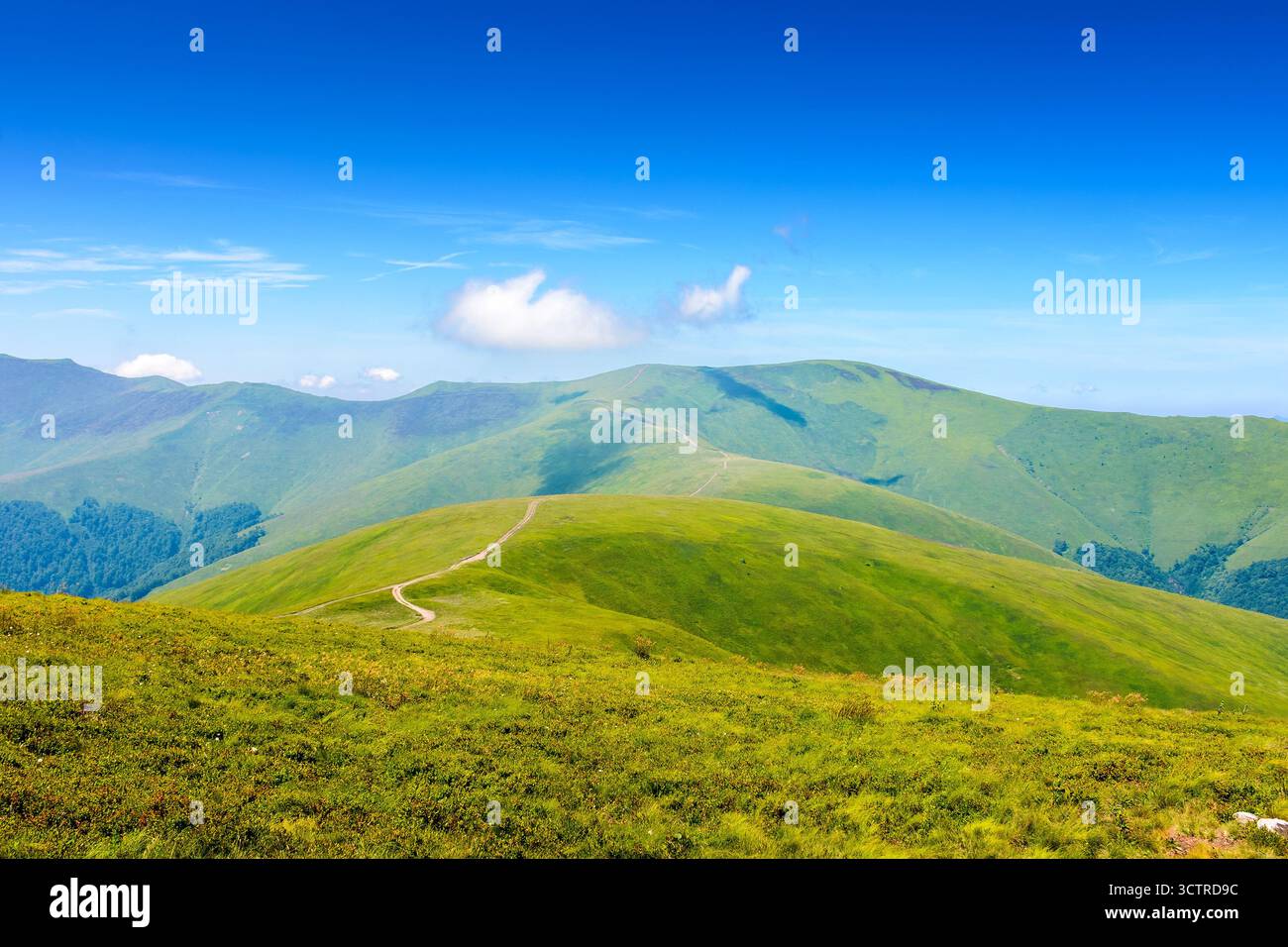 prato di montagna in estate. pascolo verde alpino in una giornata di sole. splendida vista delle alpi carpazie sotto il cielo blu. paesaggio ondulato con colline e meado Foto Stock