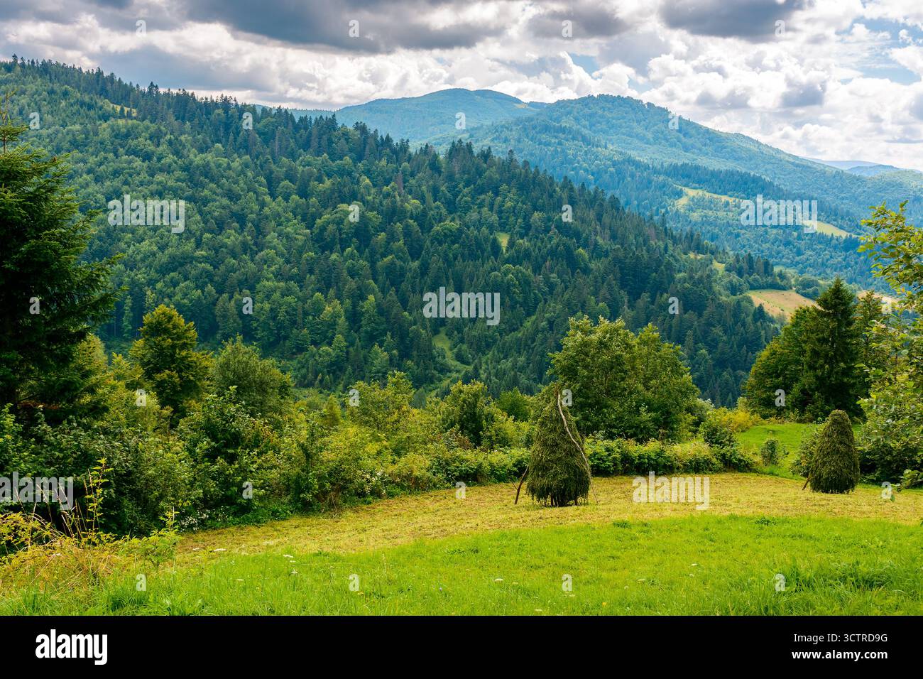 montagna rurale in estate. campo sulla collina con cielo nuvoloso. splendida vista su un paesaggio di campagna ondulato dell'ucraina. erba verde e foresta lussureggiante Foto Stock
