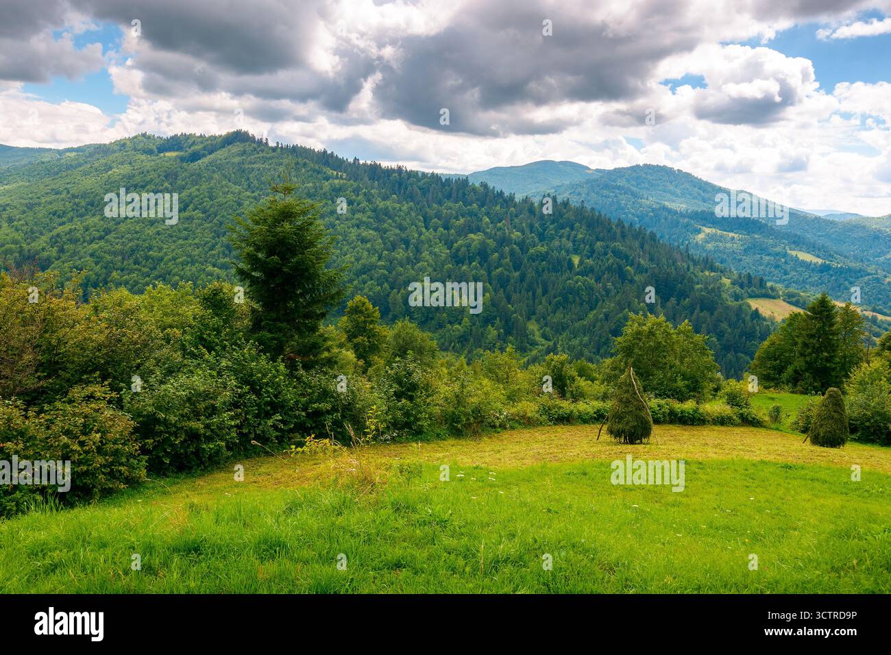 montagna rurale in estate. campo sulla collina con cielo nuvoloso. splendida vista su un paesaggio di campagna ondulato dell'ucraina. erba verde e foresta lussureggiante Foto Stock