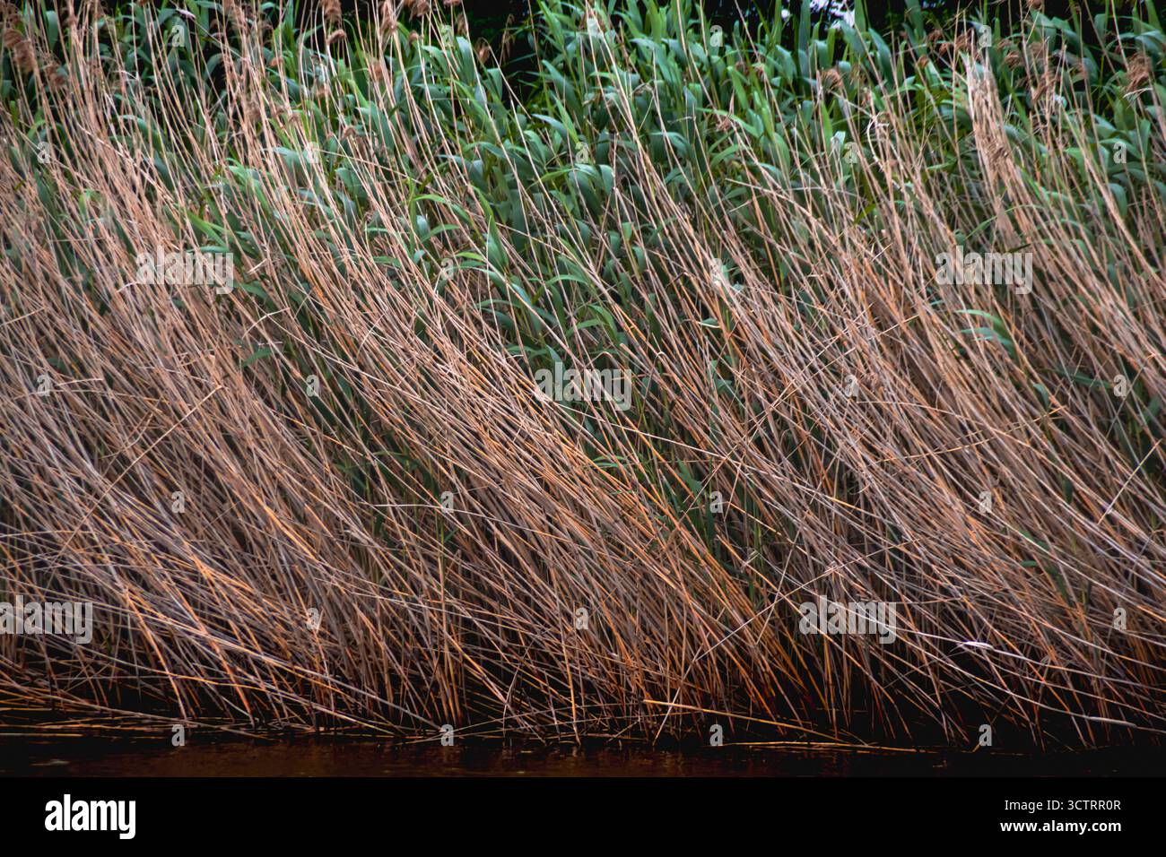 Il meraviglioso Delta Moldovei, Iasi, Romania Foto Stock