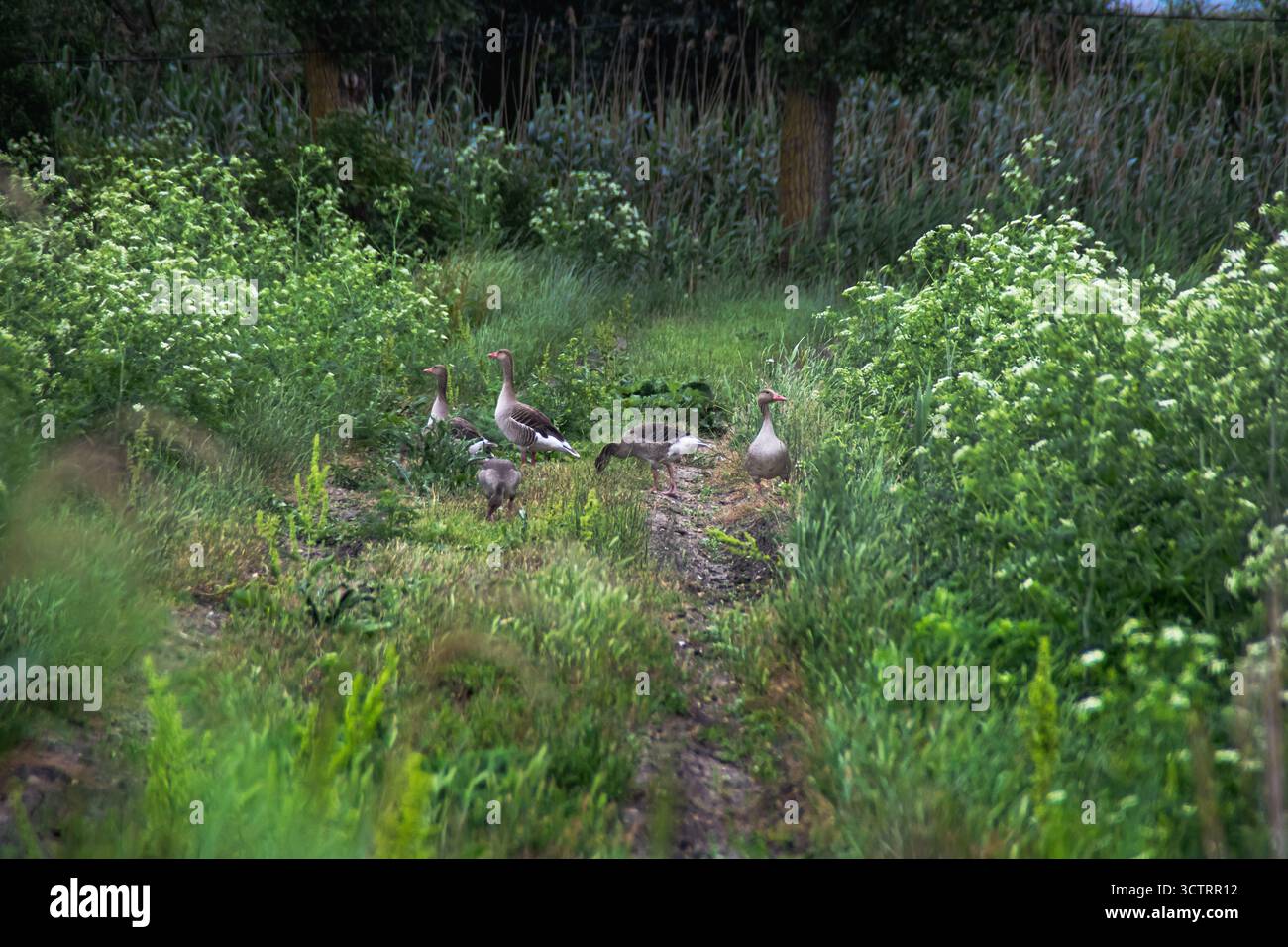 Il meraviglioso Delta Moldovei, Iasi, Romania Foto Stock