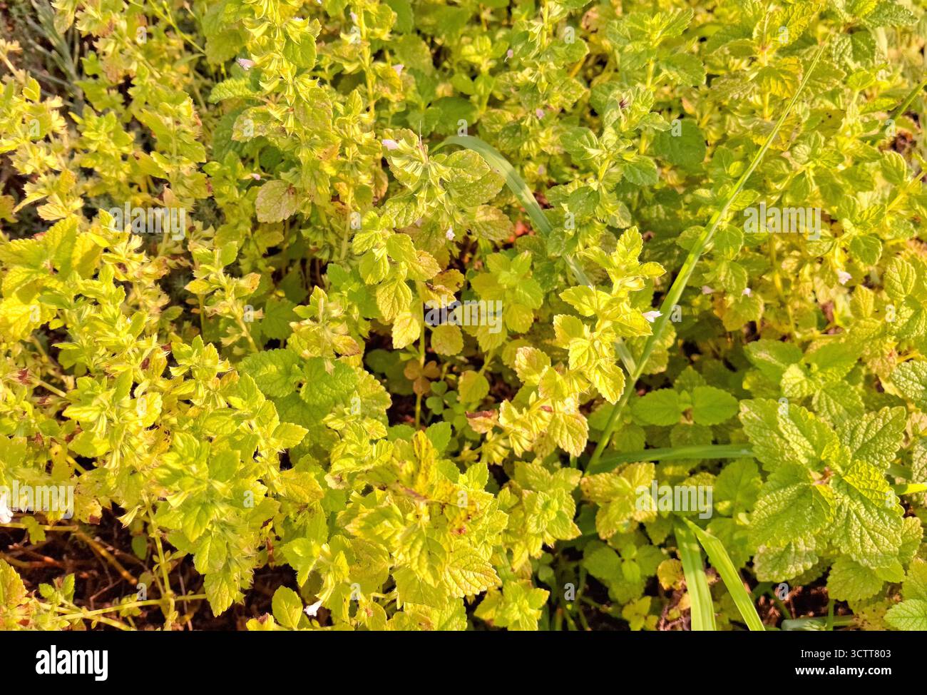 Balsamo al limone (Melissa officinalis) Foto Stock