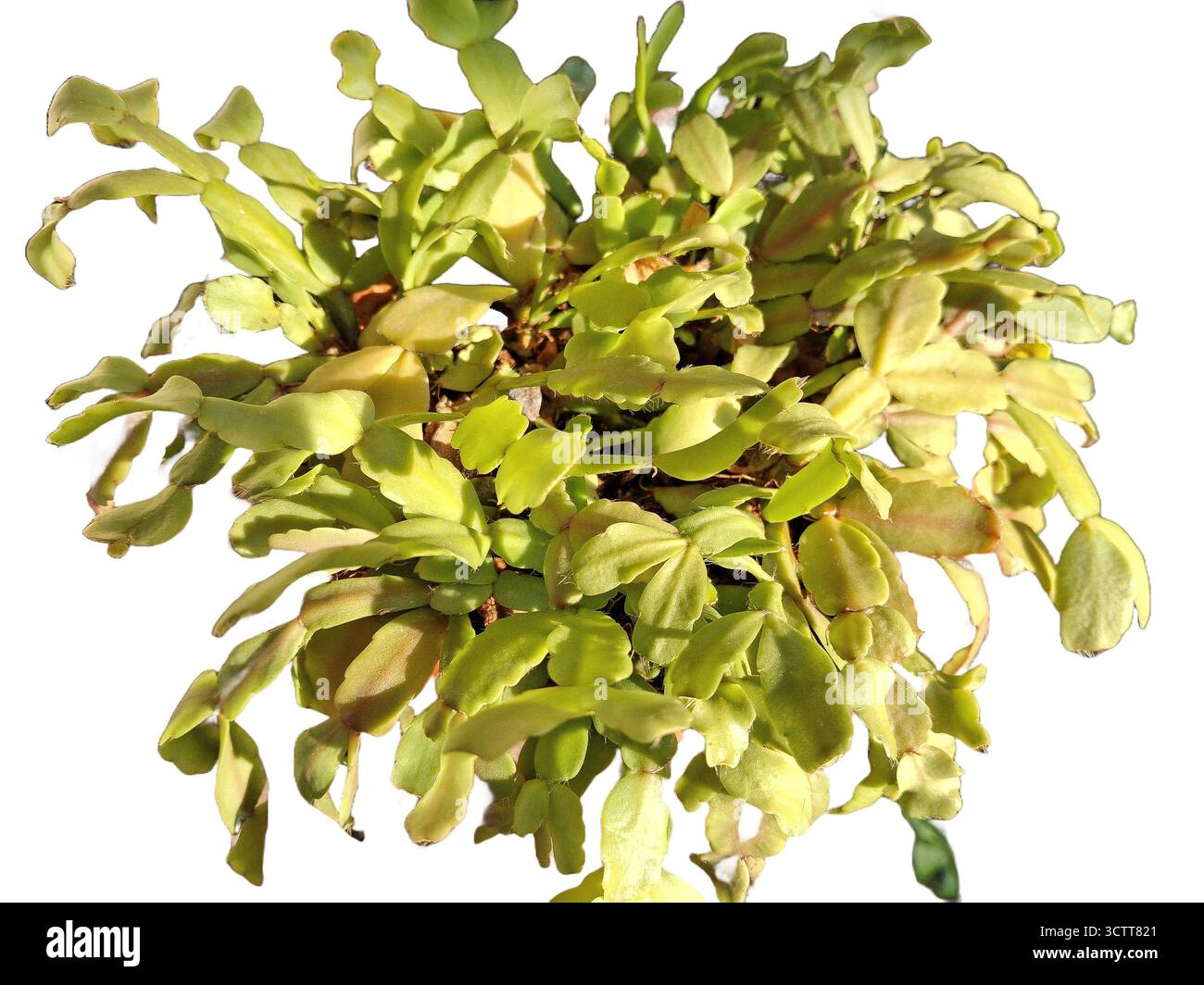 Pianta di Cactus di Natale isolata sul bianco Foto Stock