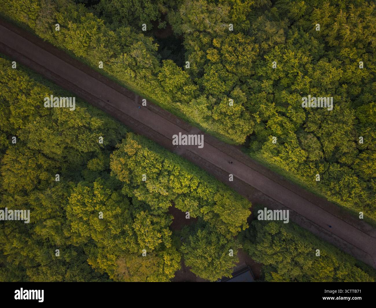 Vista aerea di un sentiero che attraversa una fitta foresta, dove i toni terrosi del sentiero contrastano con la vivace tettoia verde, Pildammsparken, Malmo, Svezia. Foto Stock