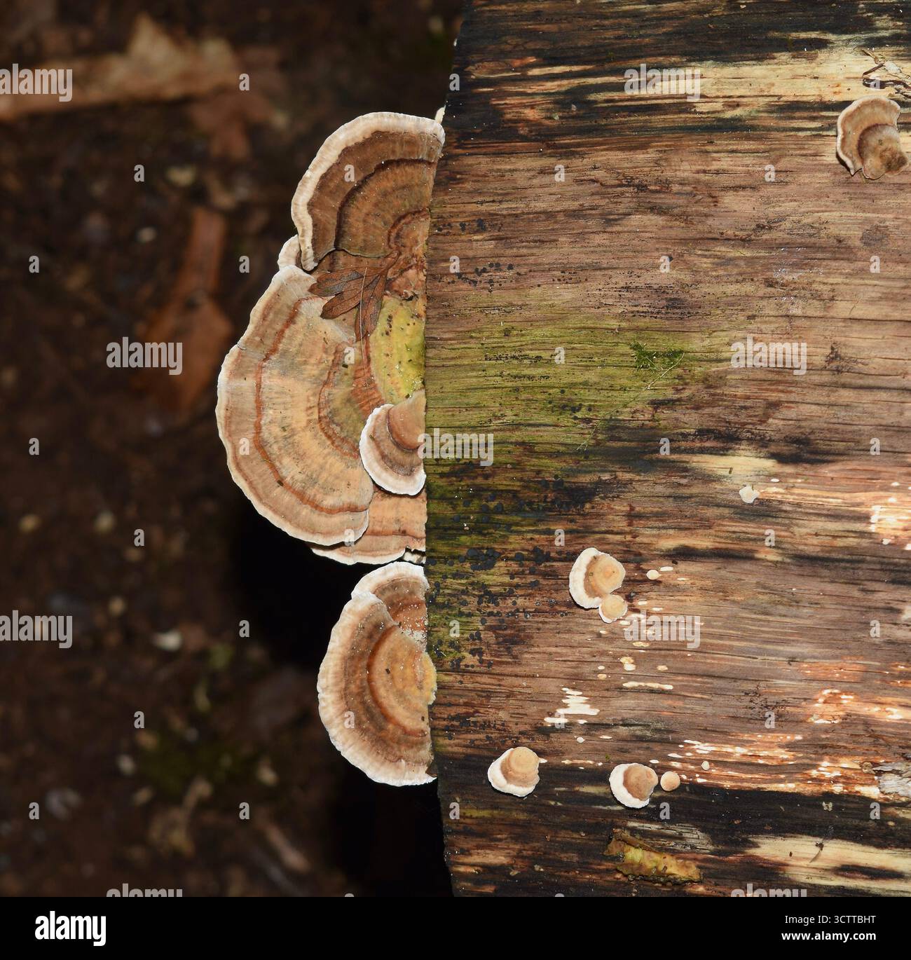 Funghi di coda di tacchino, Trametes Versicolor, Coriolus Versicolor, trattamento DEL cancro MANGIARE SOLO CIBO SELVATICO CONFERMATO COMMESTIBILE DA FORAGGIO PROFESSIONALE Foto Stock