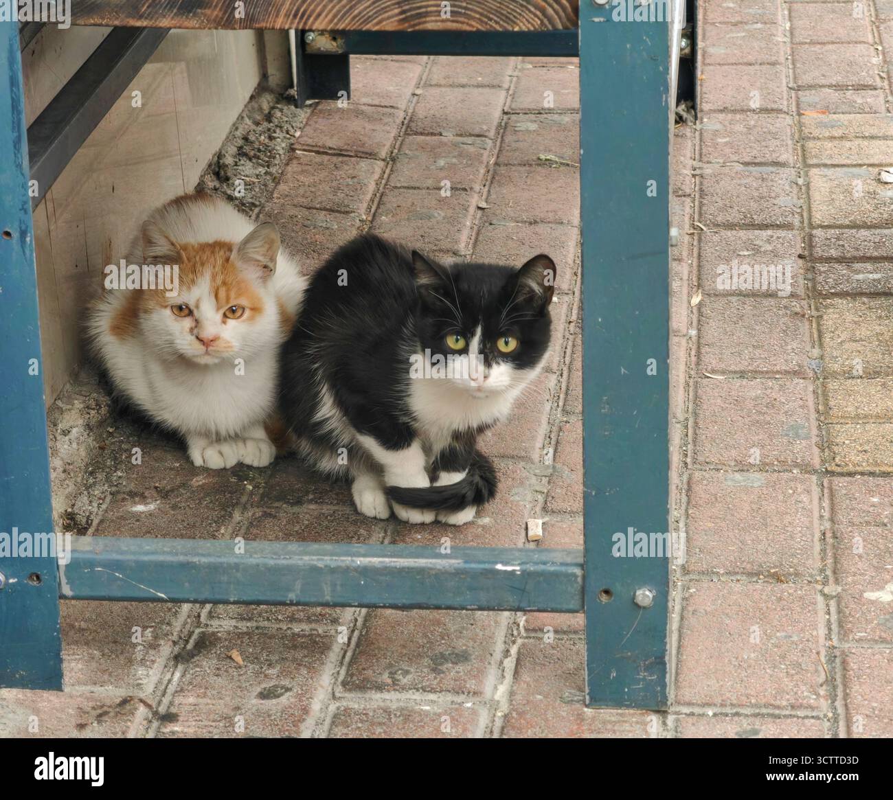Compagni di città - due piccoli gattini randagi sotto la panchina Foto Stock Compagni di città - due piccoli gattini randagi sotto la panchina Foto Stock