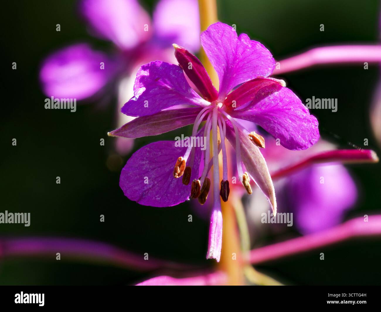 Fiore viola forestale (Epilobium angustifolium) con proprietà medicinali. Foto Stock