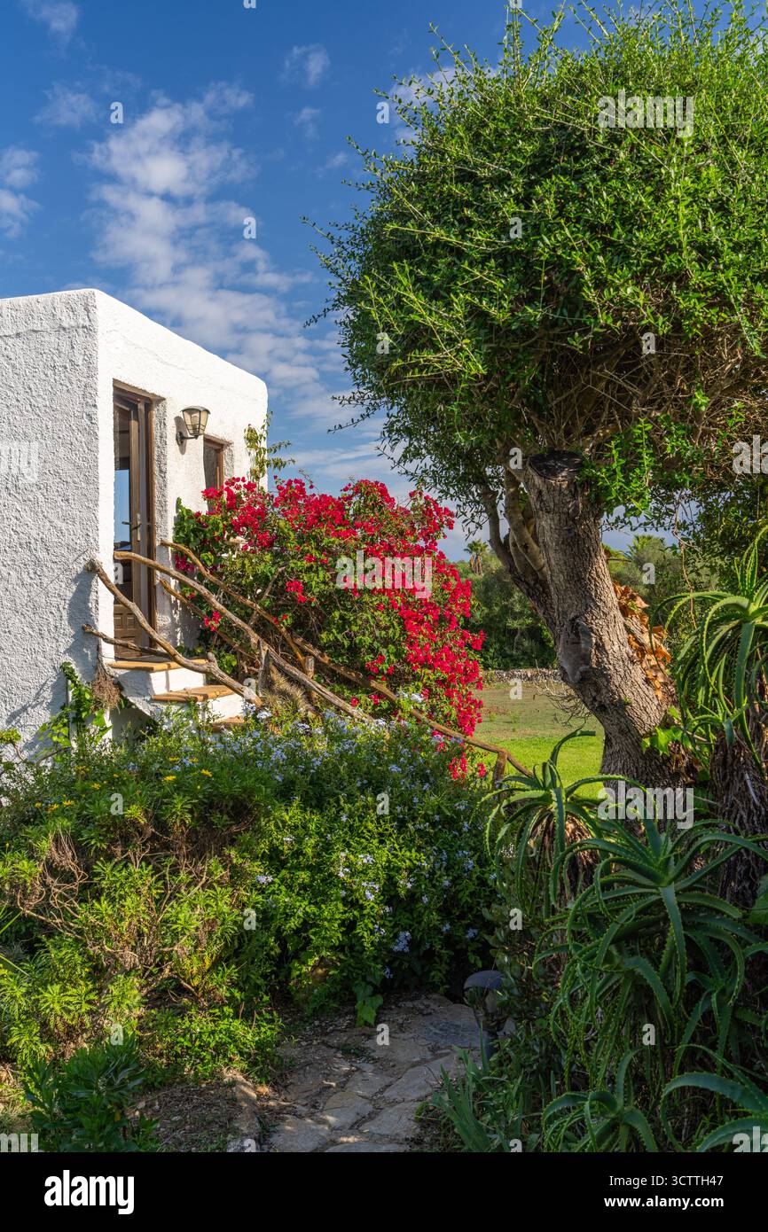 Tradizionale casa di pietra bianca senza tetto circondata da fiori e vegetazione. Tipica architettura rurale di Maiorca, Spagna. area mediterranea estiva Foto Stock