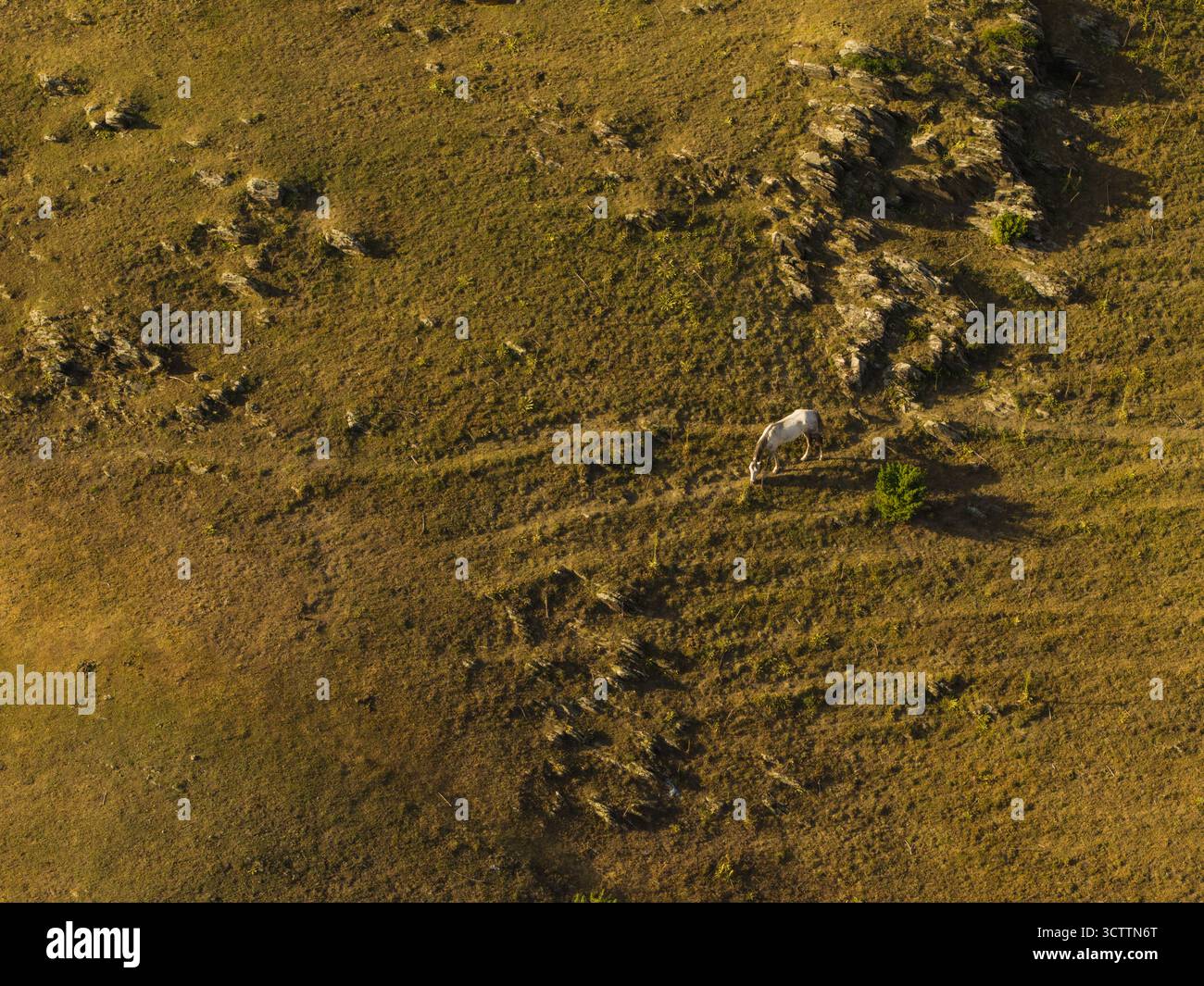 Vista aerea di un cavallo bianco solitario pascolano pacificamente sul fianco della collina, con il suo mantello in netto contrasto con le calde sfumature dorate dell'erba secca, Upper Omalo, Kakheti, georgia. Foto Stock
