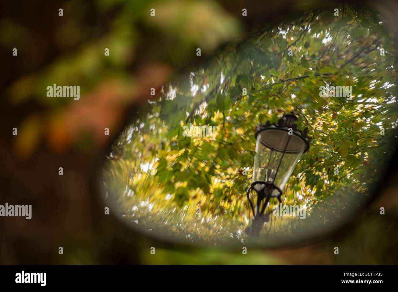 Riflesso del lampione nello specchio - Parco autunnale con alberi di betulla verde e sfondo sfocato Foto Stock