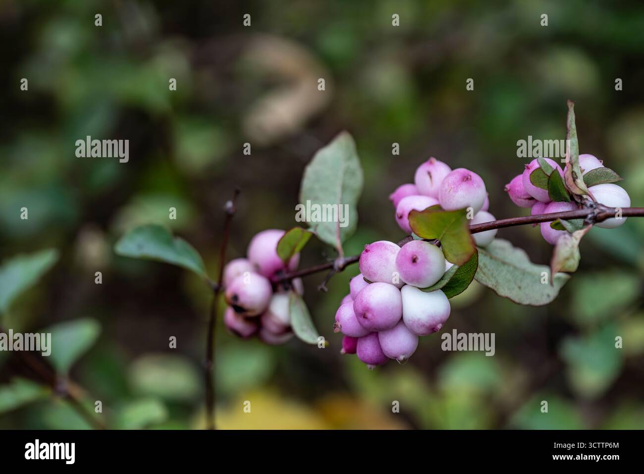 Foto ravvicinata di bacche di neve nel giardino, bacche bianche naturali nell'agricoltura a cielo aperto Foto Stock