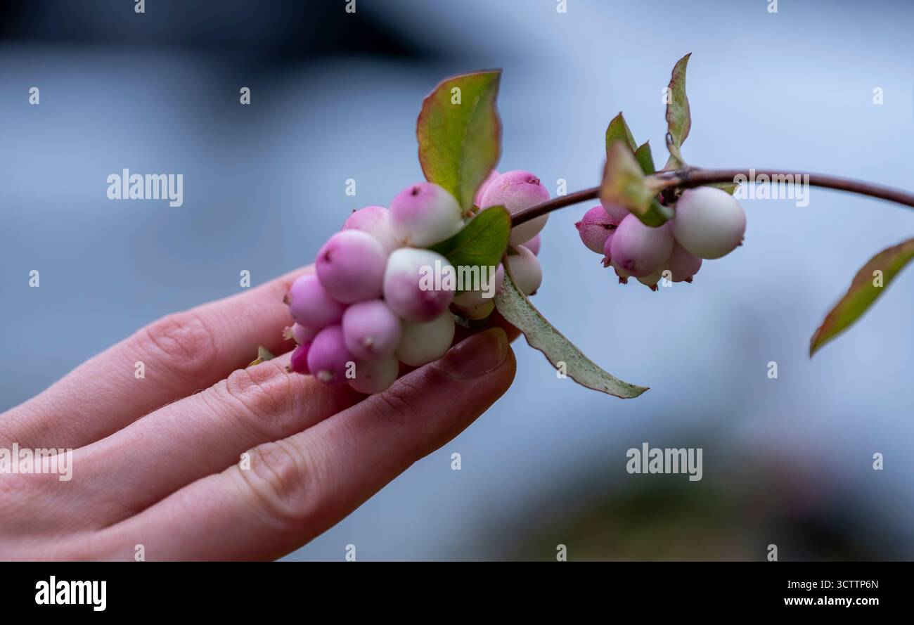 Foto ravvicinata di bacche di neve tenute in mano a una ragazza, bacche da giardino in uno spazio aperto Foto Stock