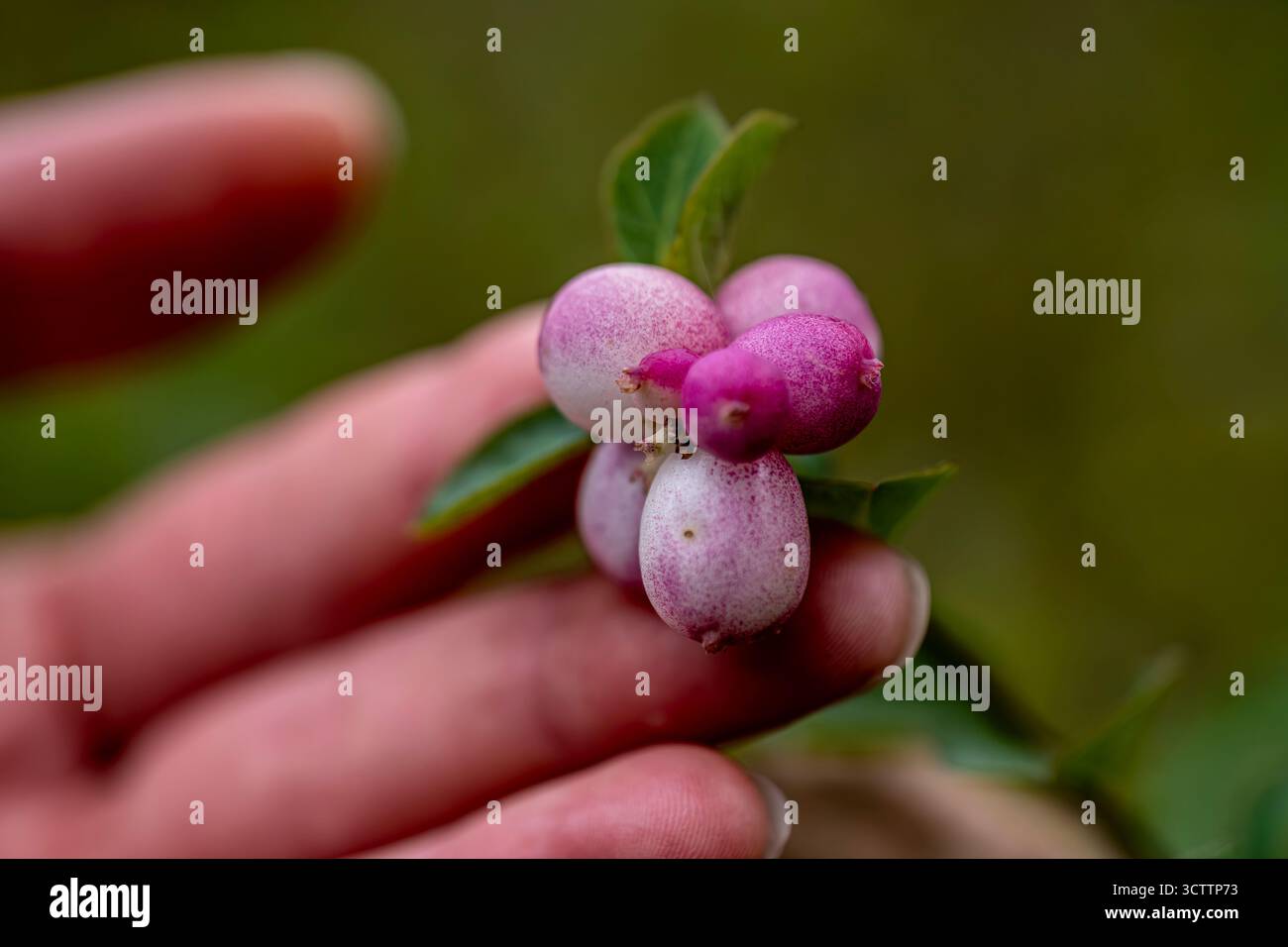 Foto ravvicinata di bacche di neve tenute in mano a una ragazza, bacche da giardino in uno spazio aperto Foto Stock