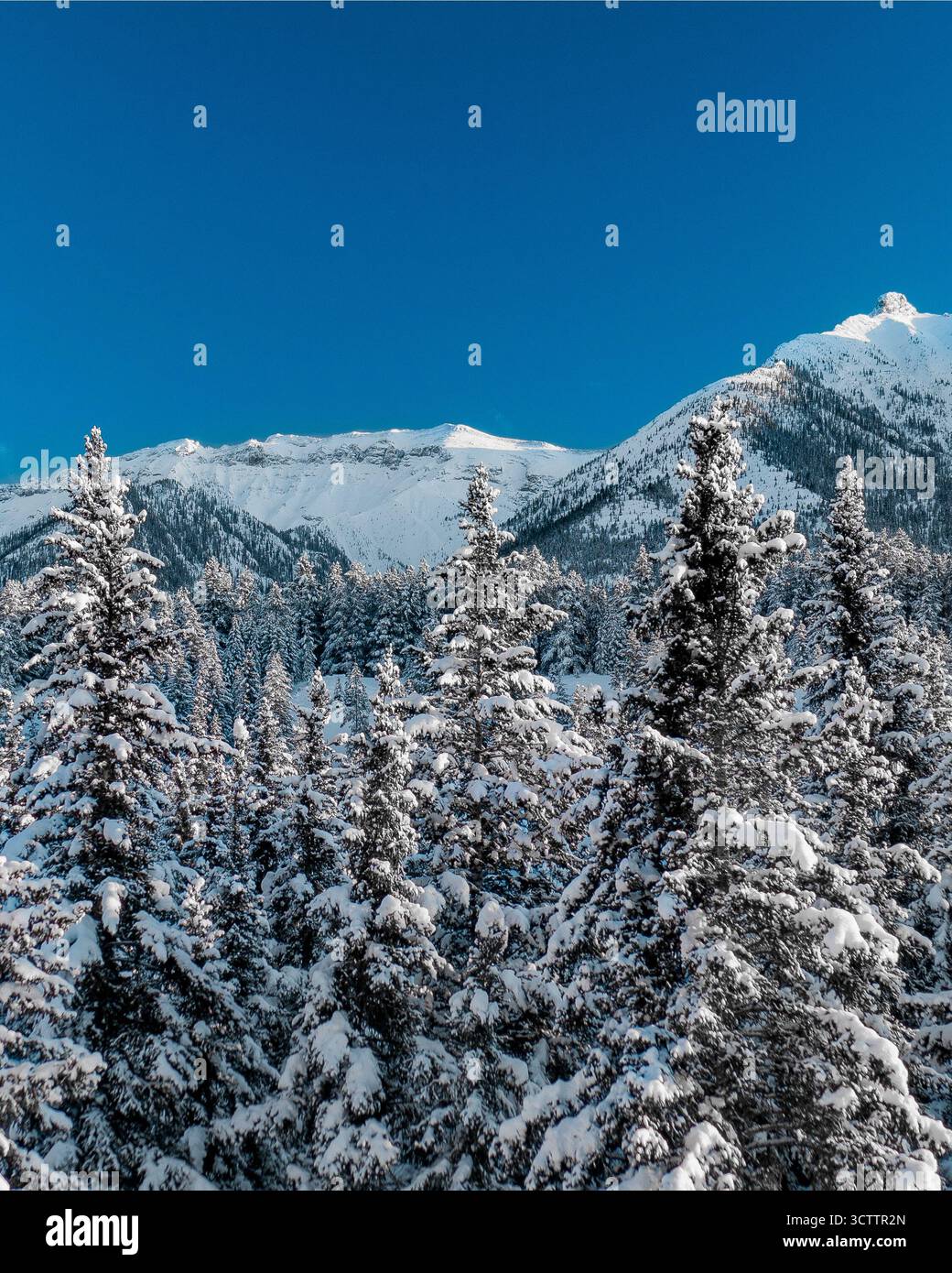 Vista aerea dei pini innevati che si avvicinano al cielo con maestose montagne innevate sullo sfondo, le loro vette baciate dal cielo azzurro, Banff, Alberta, Canada. Foto Stock