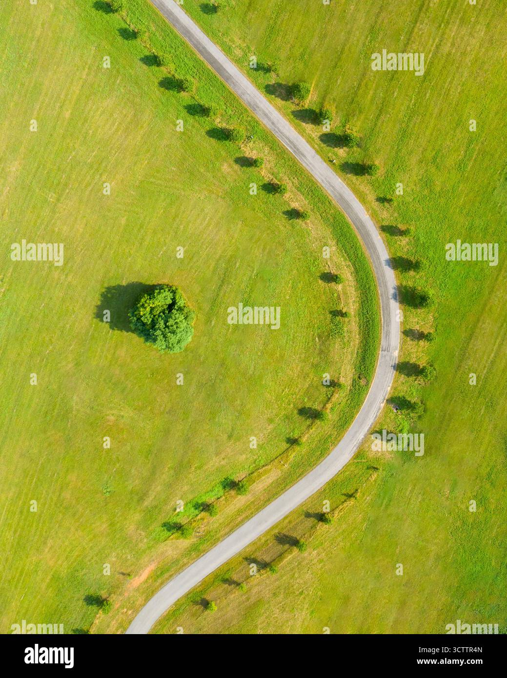 Vista aerea di una strada tortuosa che attraversa campi verdeggianti, con file di alberi che gettano lunghe ombre e un albero solitario in contrasto, Wilmington, Delaware, Stati Uniti. Foto Stock