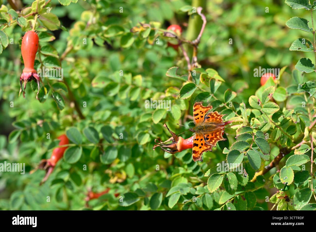 Fianchi autunnali e fogliame di rosa, ibrido Rosa 'Geranium' moyesii e virgola farfalla giardino inglese settembre Foto Stock