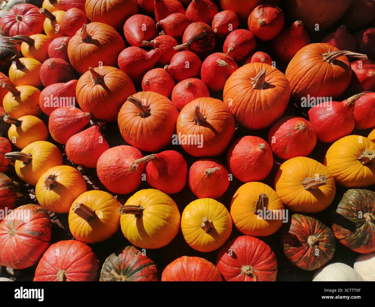 Zucche, gruppo di zucche arancioni, simbolo della festa di Halloween Foto Stock
