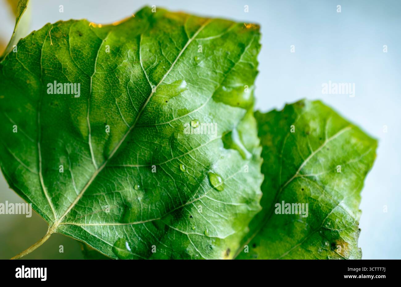 Due foglie di pioppo verde su sfondo bianco chiaro, composizione autunnale minimale con spazio per le copie Foto Stock